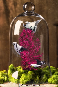 "Manta Terrarium" part of my Underwater Surrealism body o... by Conor Culver 
